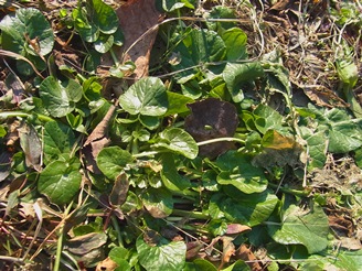 c0204725_11154871.jpg