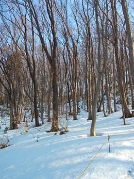 c0204725_11191579.jpg