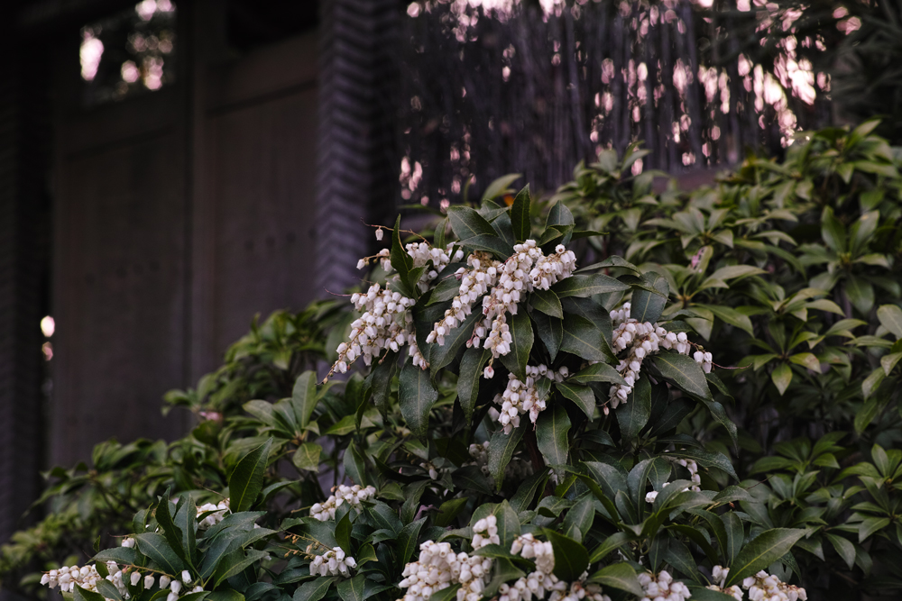戸定邸の可憐な梅、枝垂れ桜をDP3 Merrill で楽しむ。（後編）_c0223825_23123090.jpg