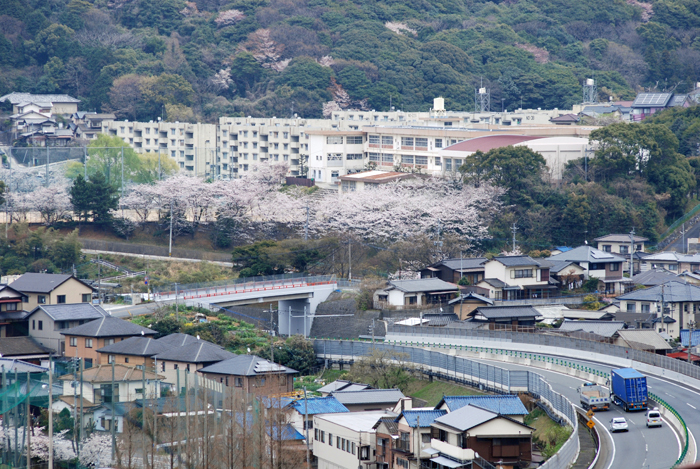 中学の桜_c0189326_17254183.jpg