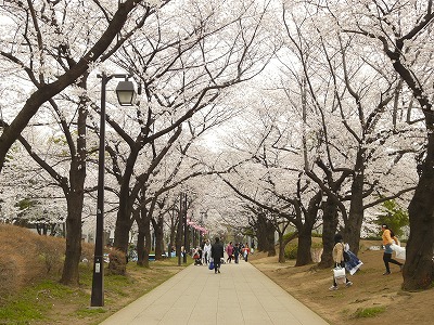 おにゃじ “2013板橋Cityマラソン”を走る 前半_b0166128_18115479.jpg