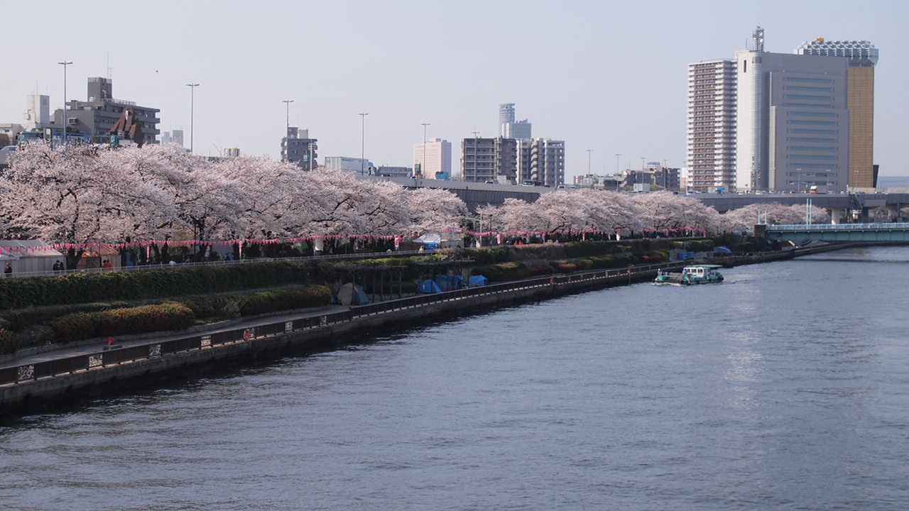 台東区浅草さくら祭り　2。_a0214329_15214124.jpg