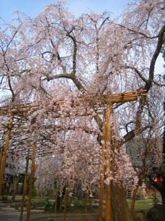桜と春の雪　と２７日はハシバミさん♪_b0100229_1515337.jpg