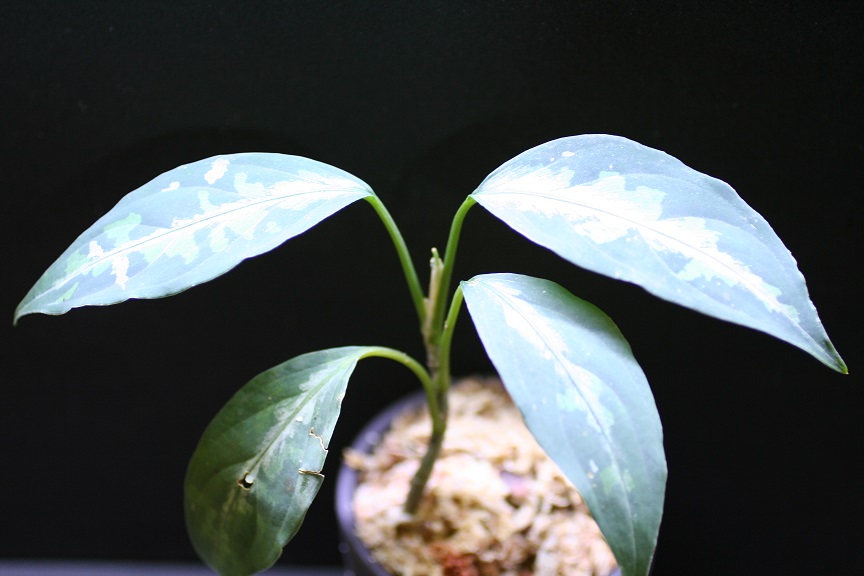 Aglaonema Pictum Tricolor From Aceh Sumatera_f0246929_23581826.jpg