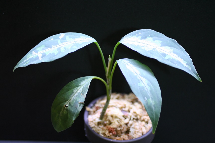 Aglaonema Pictum Tricolor From Aceh Sumatera_f0246929_2358877.jpg