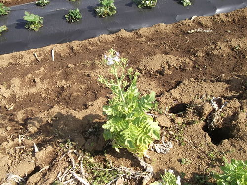春夏野菜の植え付け準備中です。_b0137932_20354078.jpg