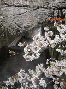 観桜:中目黒〜代官山散策_d0010432_17205794.jpg