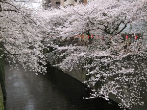 観桜:中目黒〜代官山散策_d0010432_17212223.jpg