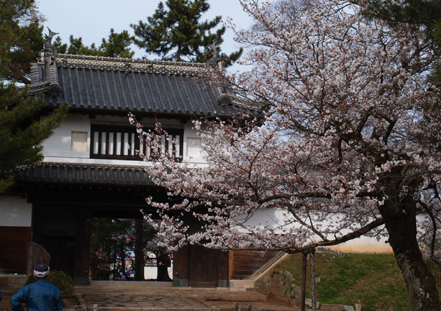 亀城公園＆乙戸沼公園のさくら巡り_f0103534_20281558.jpg