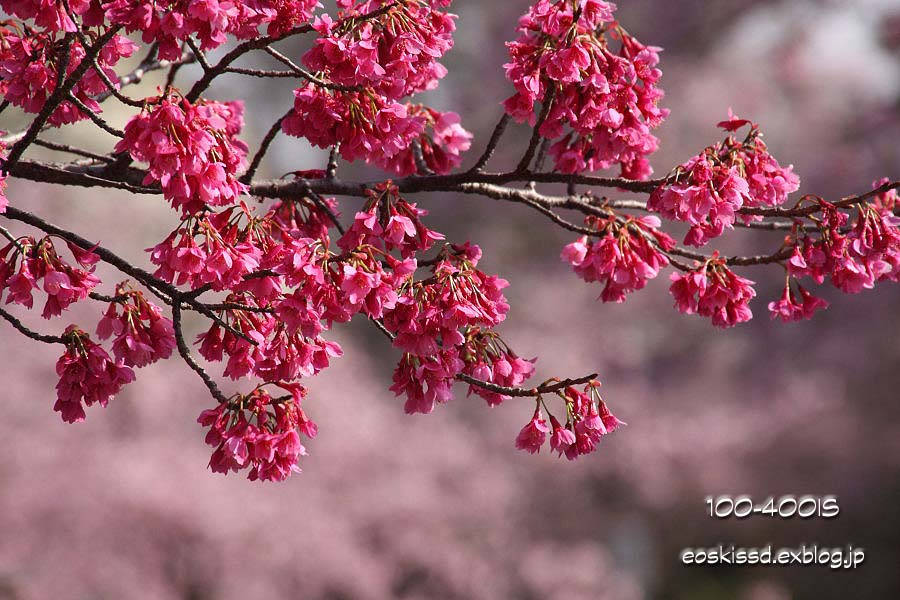 《花》　台湾緋桜　18-270mm　（密蔵院）_c0080036_23552366.jpg