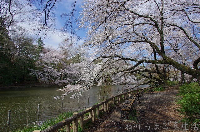 井の頭公園サクラだより(6) ・・・小さな花筏_a0009142_23224579.jpg