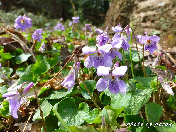 公園のタチツボスミレがだんだんと増えて群生しています。_c0137342_20575227.jpg