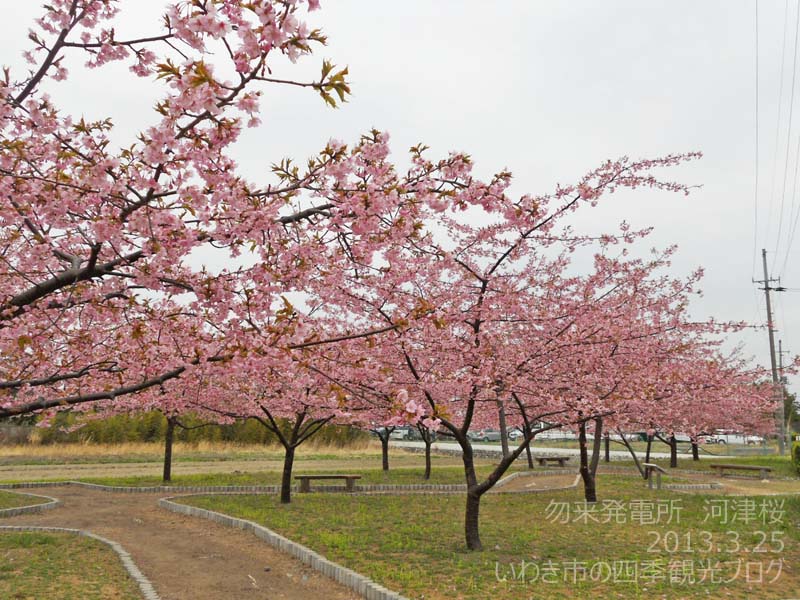 3月26日（火）　勿来発電所の河津桜_f0105342_1572241.jpg