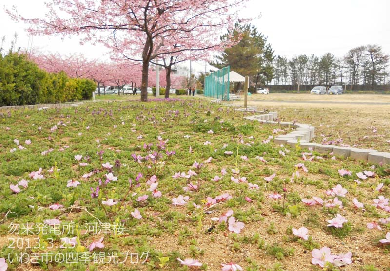 3月26日（火）　勿来発電所の河津桜_f0105342_1581854.jpg