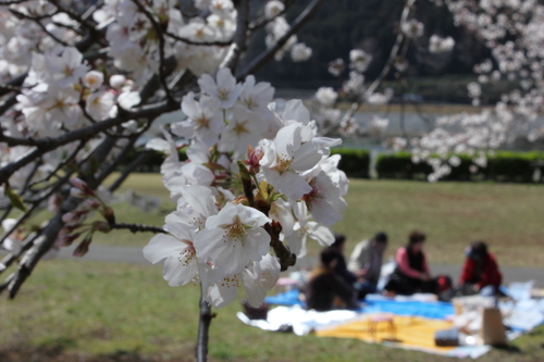 花冷えの中での今年の桜’１３_c0137444_15484993.jpg