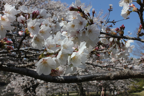 花冷えの中での今年の桜’１３_c0137444_15535223.jpg