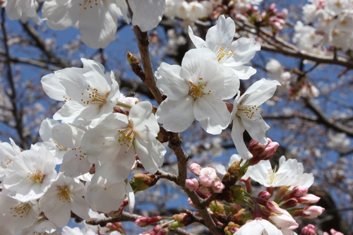 花冷えの中での今年の桜’１３_c0137444_1555178.jpg