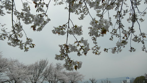 b0005652_20471472.jpg