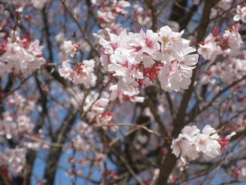 運動公園内の変わり種の桜,寒桜（？）かも。_b0115553_1474125.jpg
