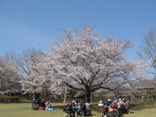 運動公園内の変わり種の桜,寒桜（？）かも。_b0115553_17335924.jpg