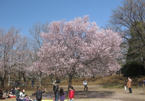 運動公園の脇には,桜並木も生まれました_b0115553_23591967.jpg