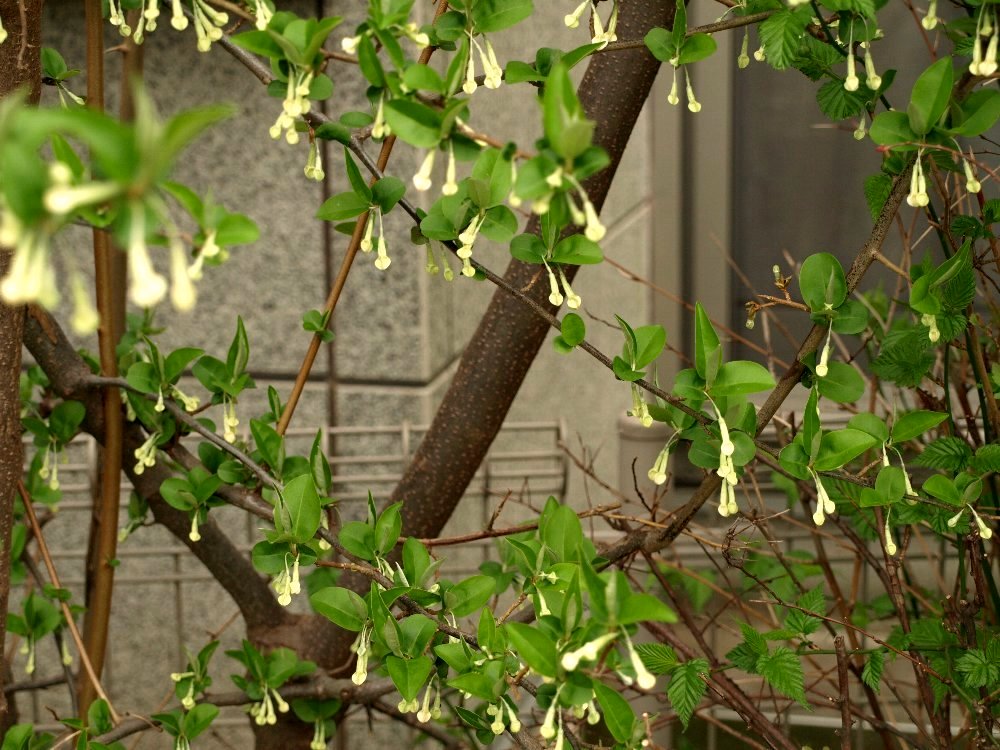 ☆2度目の散歩で、ナツグミと判った木☆_c0092953_211454100.jpg