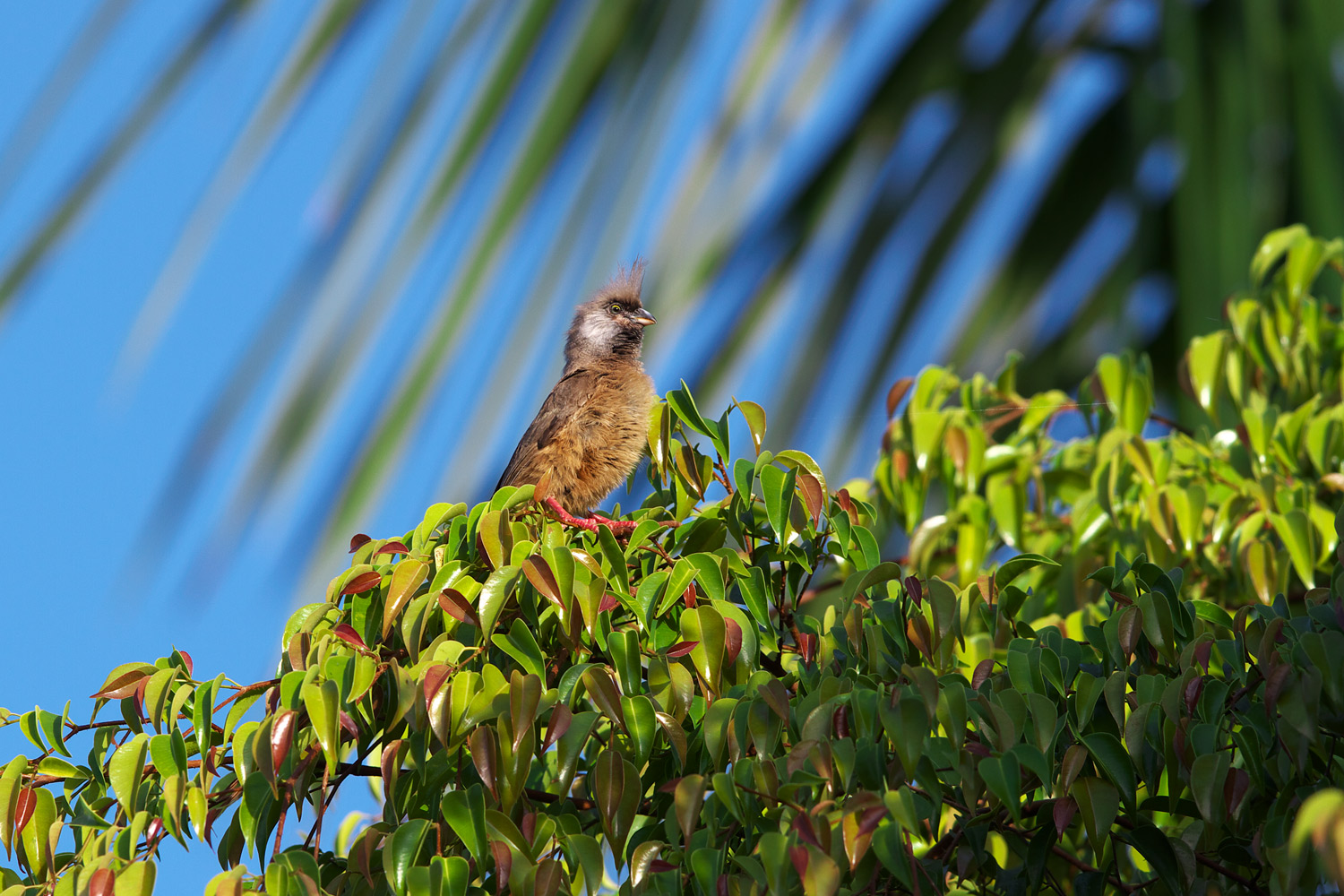 チャイロネズミドリ（Speckled Mousebird）_d0013455_18443271.jpg