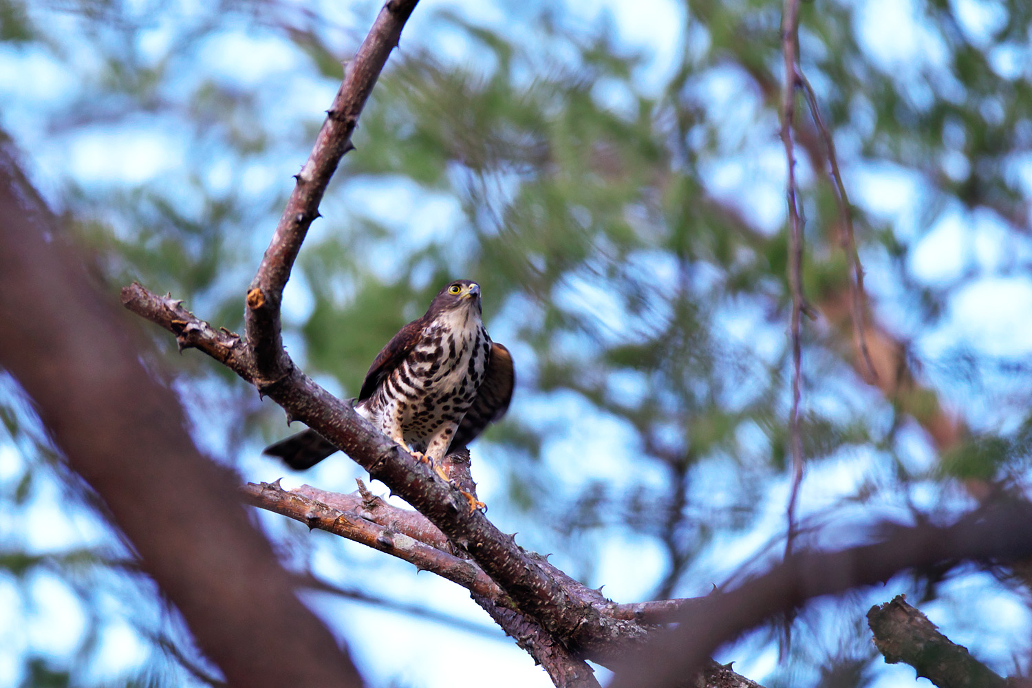 タカサゴダカ（Shikra）　_d0013455_1912393.jpg