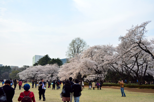 新宿御苑の桜_f0224855_954356.jpg