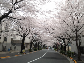 かむろ坂の桜_a0061057_23352551.jpg