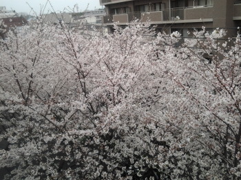 かむろ坂の桜_a0061057_23373915.jpg