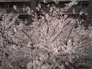 かむろ坂の桜_a0061057_23383440.jpg