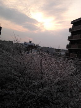 かむろ坂の桜_a0061057_23391986.jpg