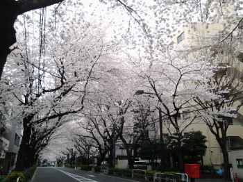 かむろ坂の桜_a0061057_23474026.jpg
