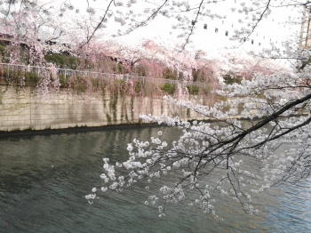 目黒川の桜_a0061057_23574680.jpg