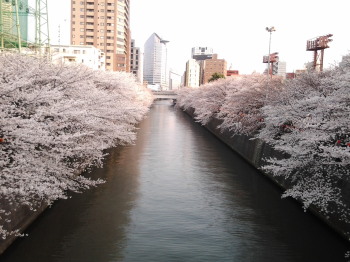 目黒川の桜_a0061057_23581239.jpg