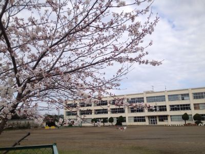 校舎まわりの桜_b0211757_7595398.jpg