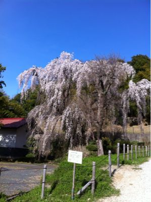 今年の桜_e0129958_2044256.jpg