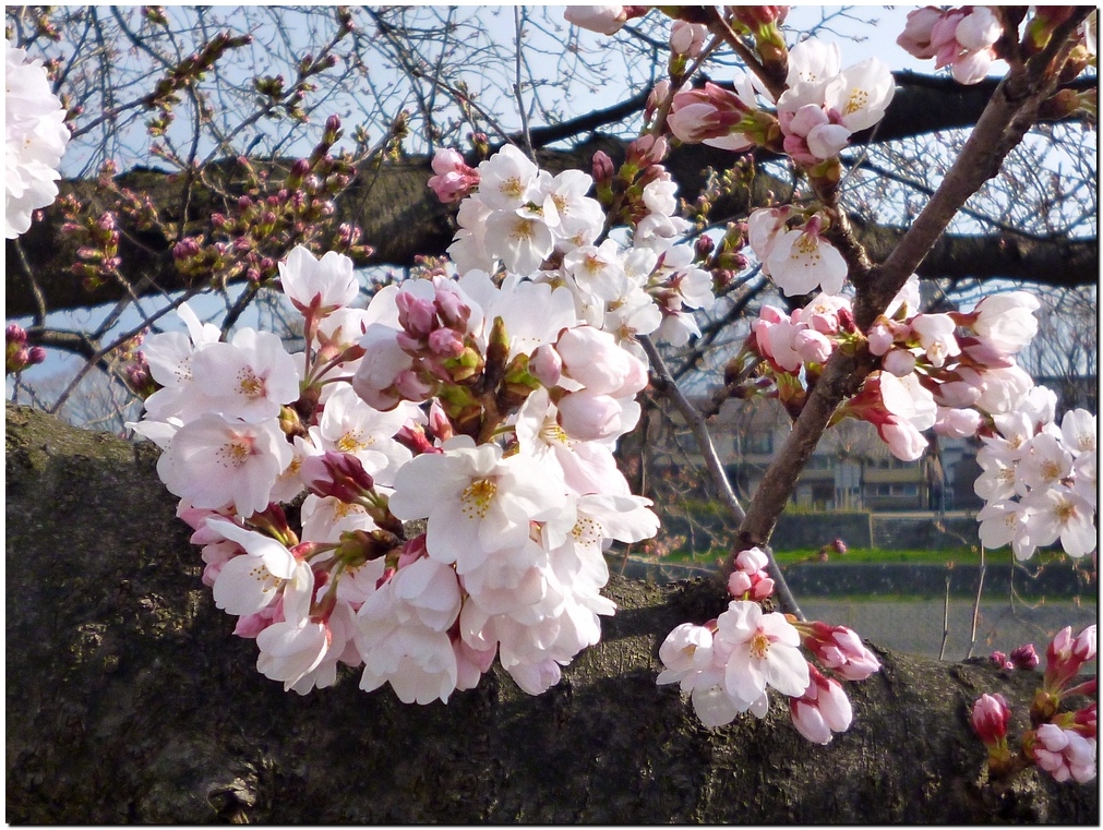 犀川～弥生さくら公園～新橋_a0240761_1143416.jpg