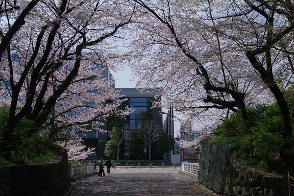 桜、さくら　－駿府城公園ー_d0164761_13541013.jpg
