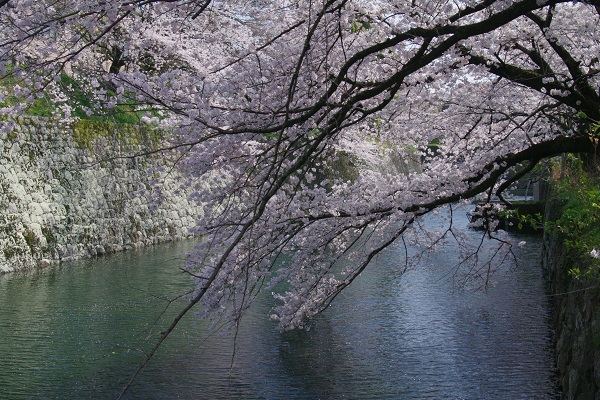 桜、さくら　－駿府城公園ー_d0164761_13554068.jpg