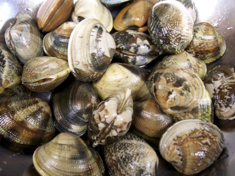 アサリ 浅利 イル レオーネ 千林大宮駅近くのシェフソムリエのブログ