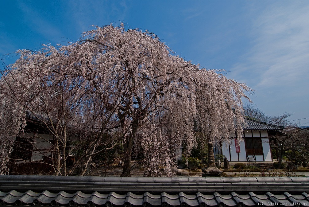 ２０１３桜～本満寺_f0102363_19372312.jpg