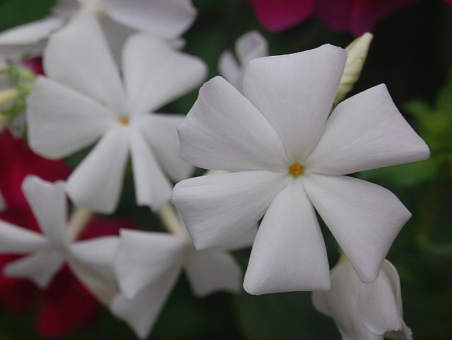 桔梗撫子 キキョウナデシコ 新 四季の花