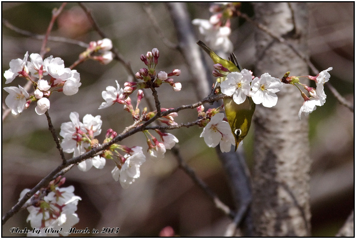 桜メジロ　－２　>>>　カタクリ_c0198669_21383976.jpg