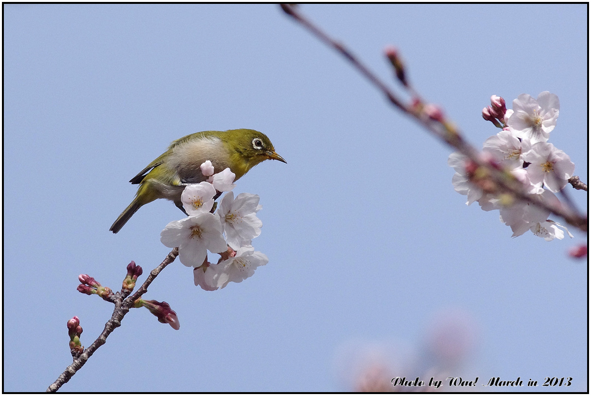 桜メジロ　－２　>>>　カタクリ_c0198669_21385250.jpg