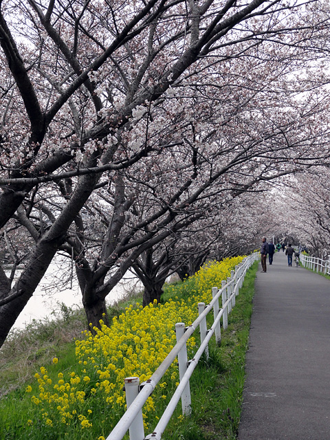 花見川サイクリングロード 千本桜緑地と桜のトンネル 3 26 わが愛しのxxx