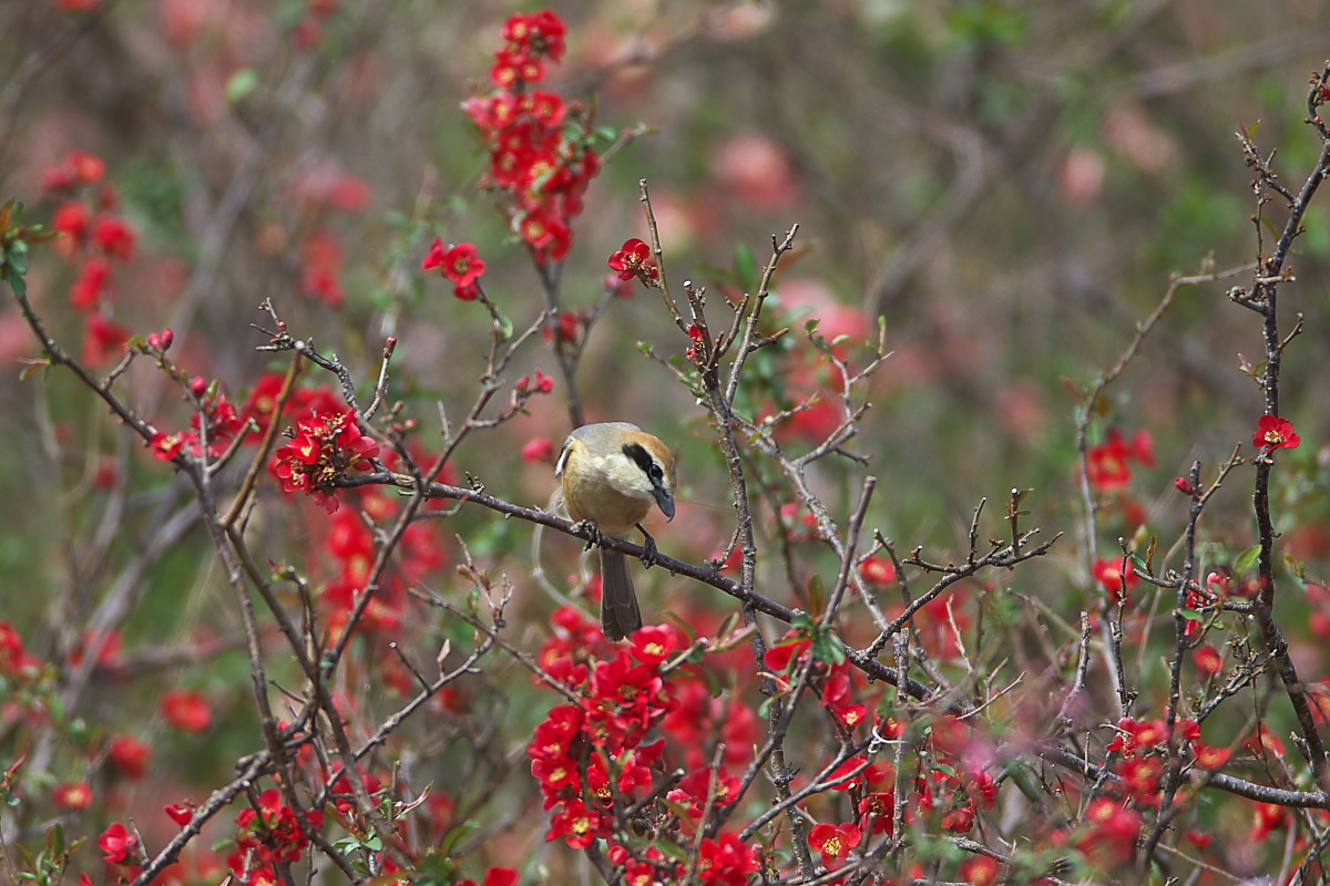 お花見モズ_d0125872_2152422.jpg