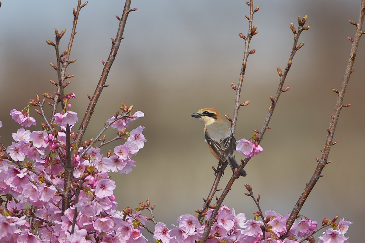 お花見モズ_d0125872_21532099.jpg