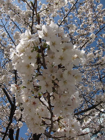 世の中は3日見ぬ間の桜かな。_b0141773_2217376.jpg
